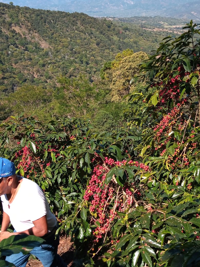 Imagen del producto 5